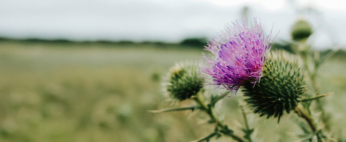 Mariendistelpflanze auf einer Wiese als natürlicher pflanzlicher Inhaltsstoff