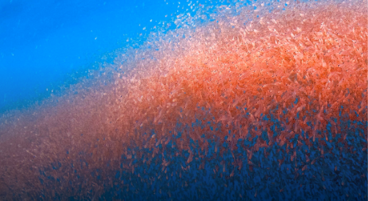 Darstellung von Cholin als Bestandteil der Lagosa Triplex Formel