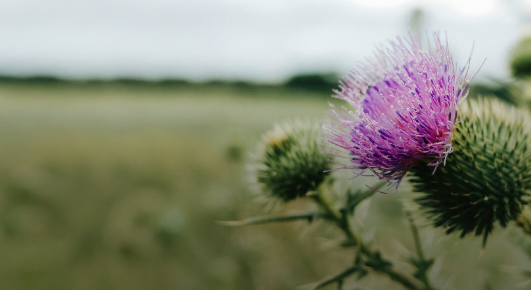 Darstellung von Mariendistel als pflanzlicher Bestandteil der Lagosa Triplex Formel