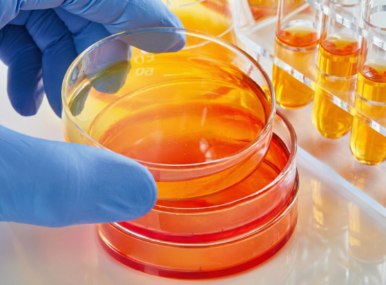 Laborarbeit mit Petrischale und Pipette zur Einhaltung pharmazeutischer Qualitätsstandards