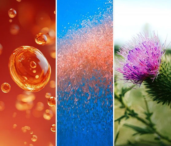 Omega-3, Cholin und Mariendistel als Bestandteile der Lagosa Triplex Formel