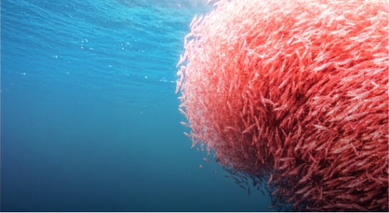 Natürliche Inhaltsstoffe wie Omega-3, Cholin und Mariendistel als Bestandteile der Formel